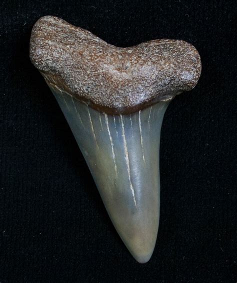 mako shark tooth for sale